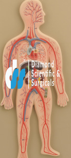 (A)Circulatory System (Human)