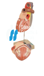 (A) Heart 3 times Natural size 2 parts