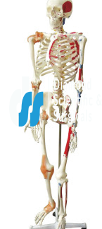 (A) Model, Skeleton With Muscles and Joint Ligaments