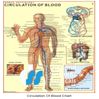 Circulation Of Blood Chart
