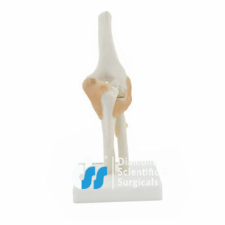 Elbow Joint Life Size Models