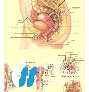 Female Reproductive System
