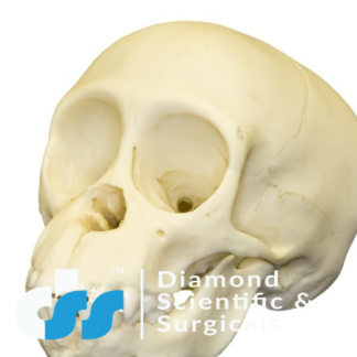Foetal Child Skull (Infant Skull) Model