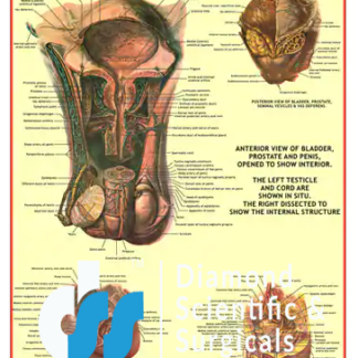Genito Urinary Organs (Male)