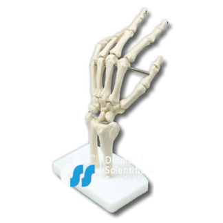 Hand Joint Model