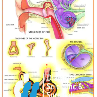 Human Ear Chart
