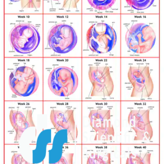 Human Embryology (Early Stage)