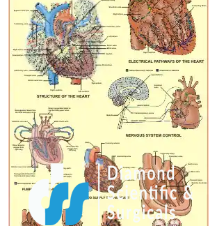 Human Heart Chart