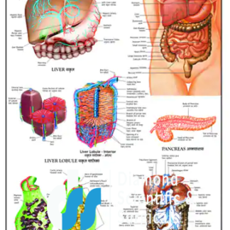 Liver, Gall Bladder & Pancreas