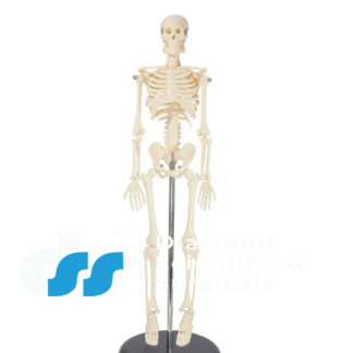 Medium Human Skeleton