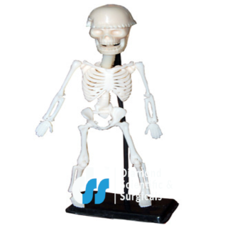 Mini Educational Skeleton Model