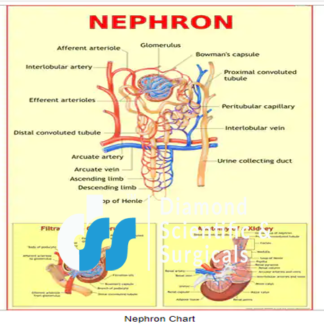 Nephron Chart